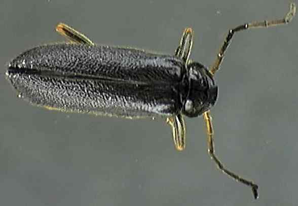 Cantharis nigra